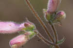 Eustis Lake beardtongue